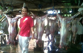 Domba Aqiqah Murah di Bandung