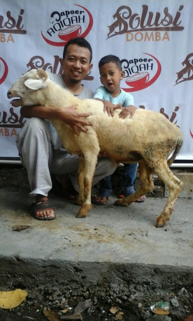 Jual Domba Qurban Bandung
